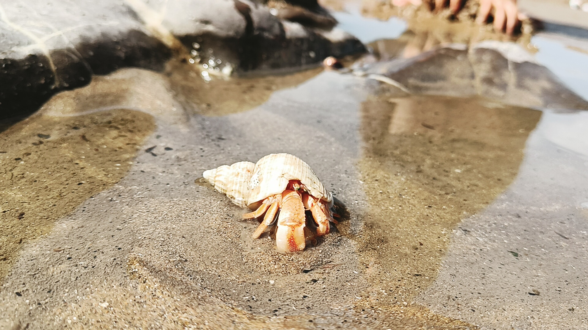 Pinchy the hermit crab in a rock pool on the South Wales coast